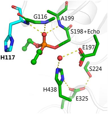 Optimization of Cholinesterase-Based Catalytic Bioscavengers Against Organophosphorus Agents